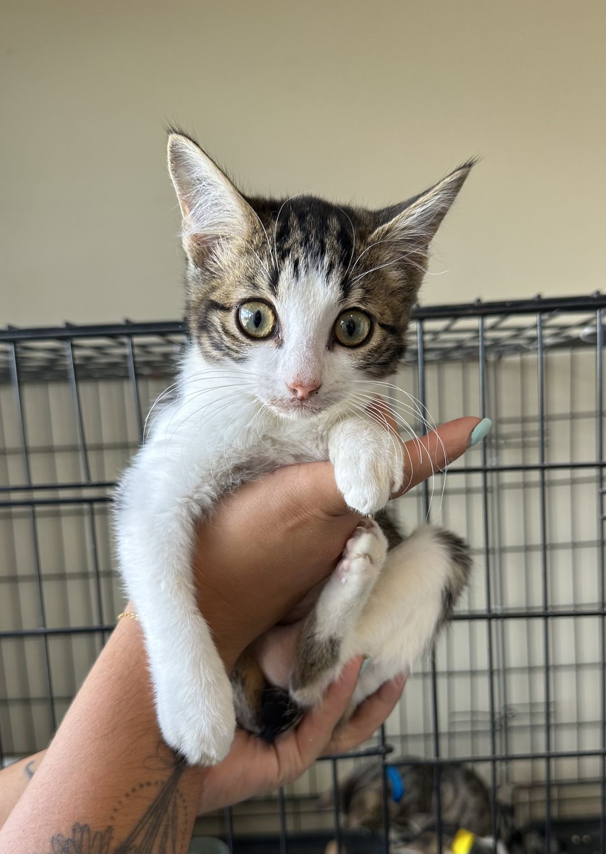 Gallery image: Lavender