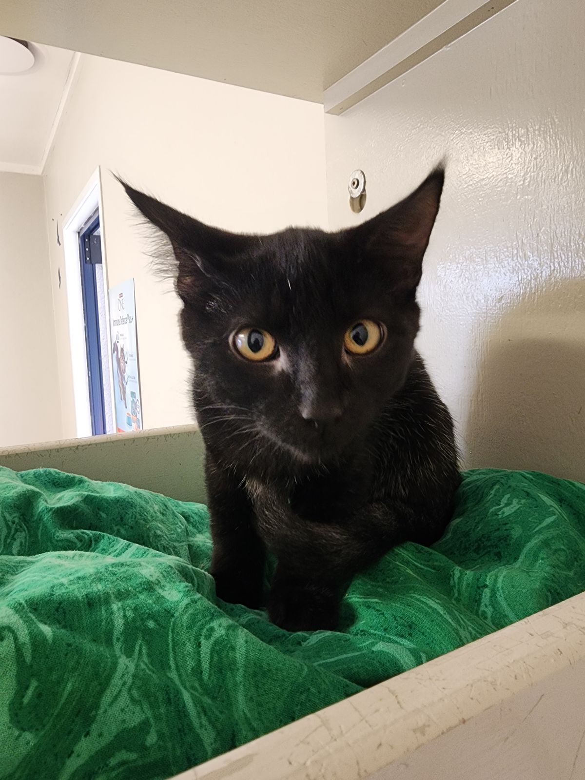 Gallery image: Martha