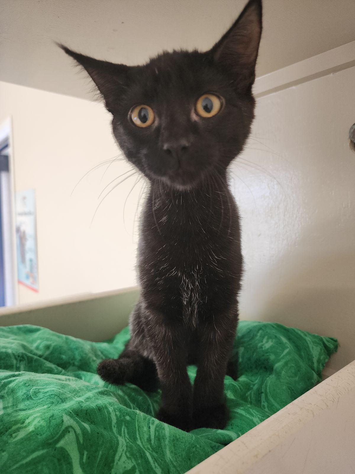 Gallery image: Martha