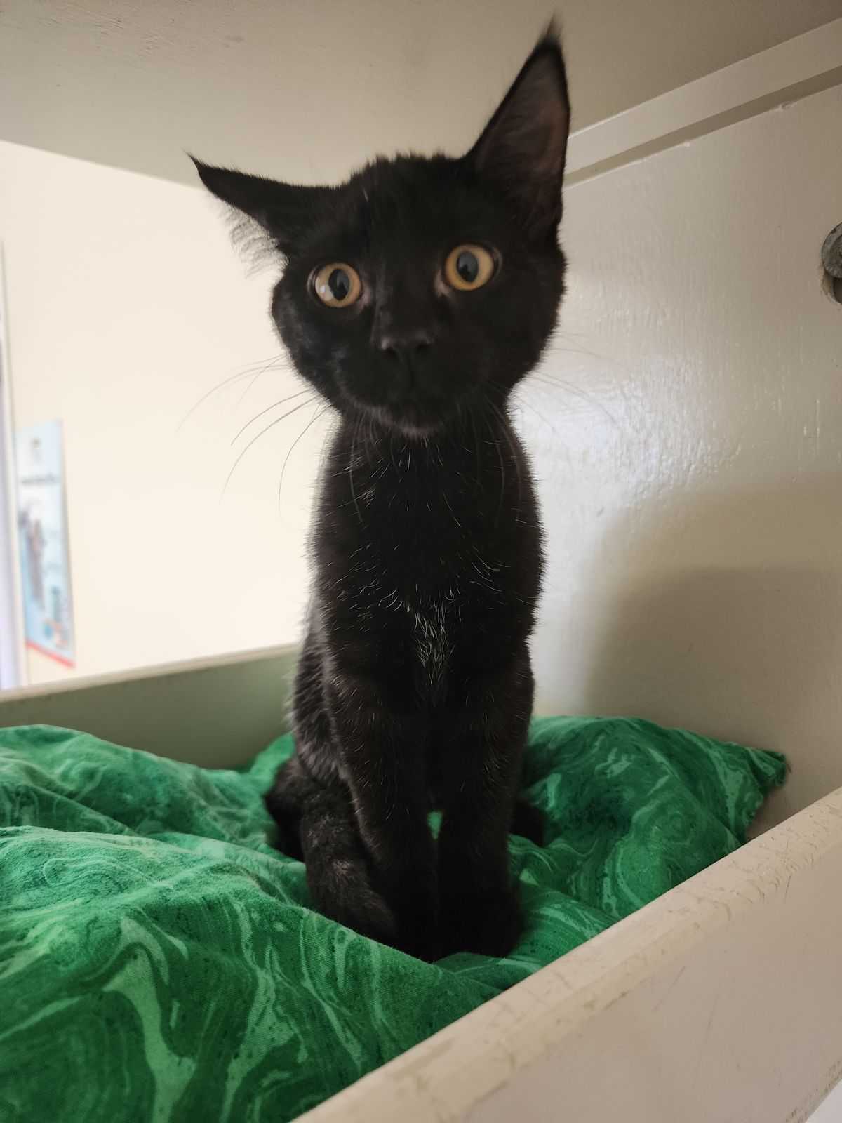 Gallery image: Martha