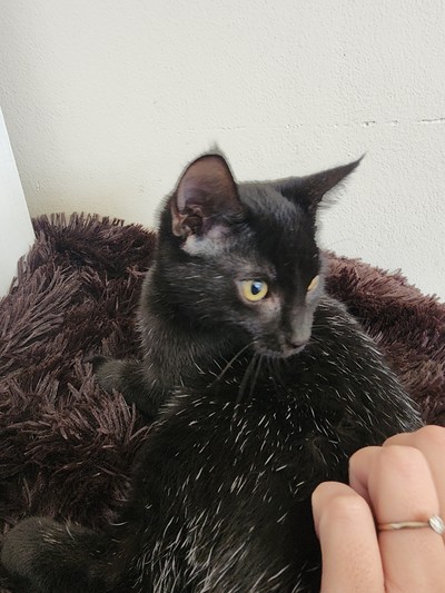 Star - Domestic Short Hair