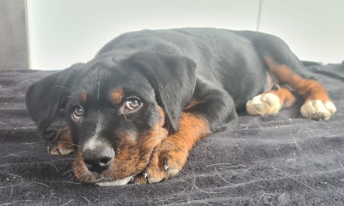 Gallery image: Moose 