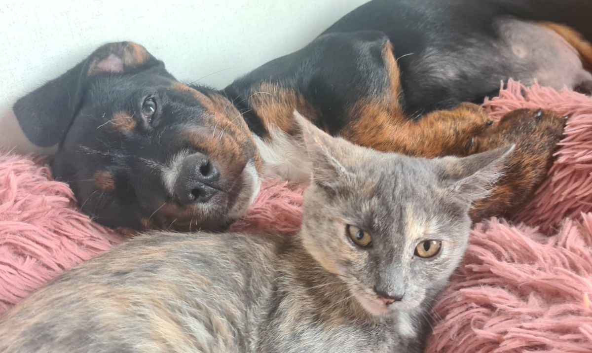 Gallery image: Moose 