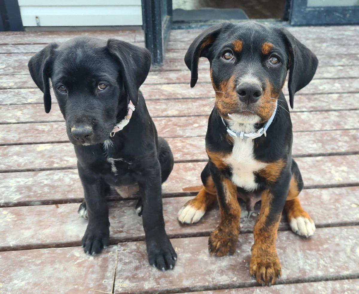 Gallery image: Moose 