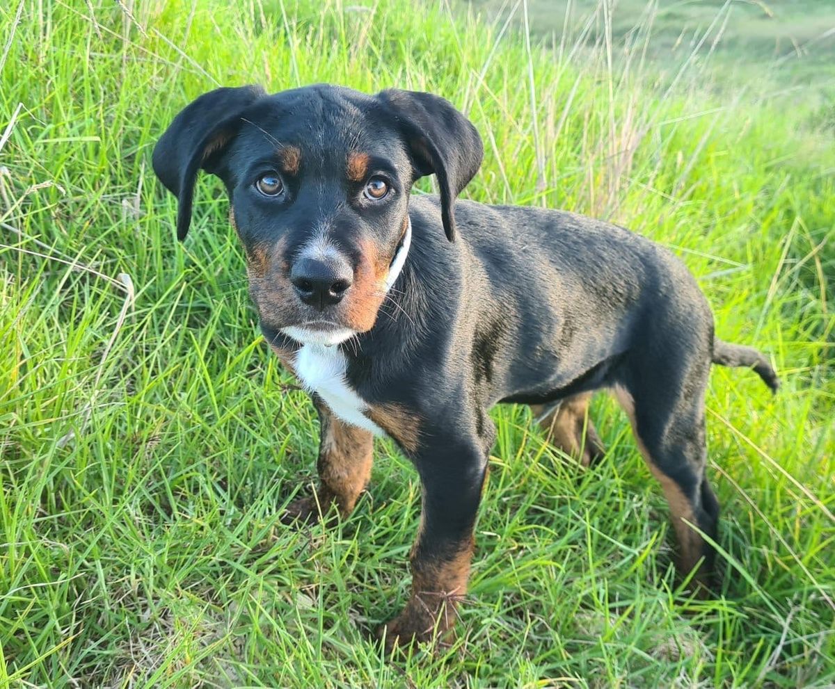 Gallery image: Moose 