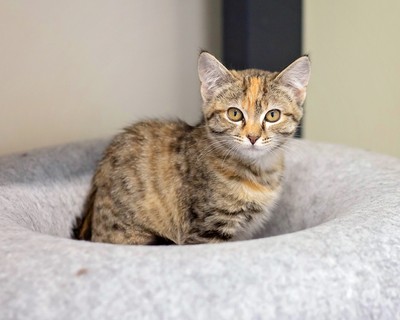 Buffy - Domestic Short Hair