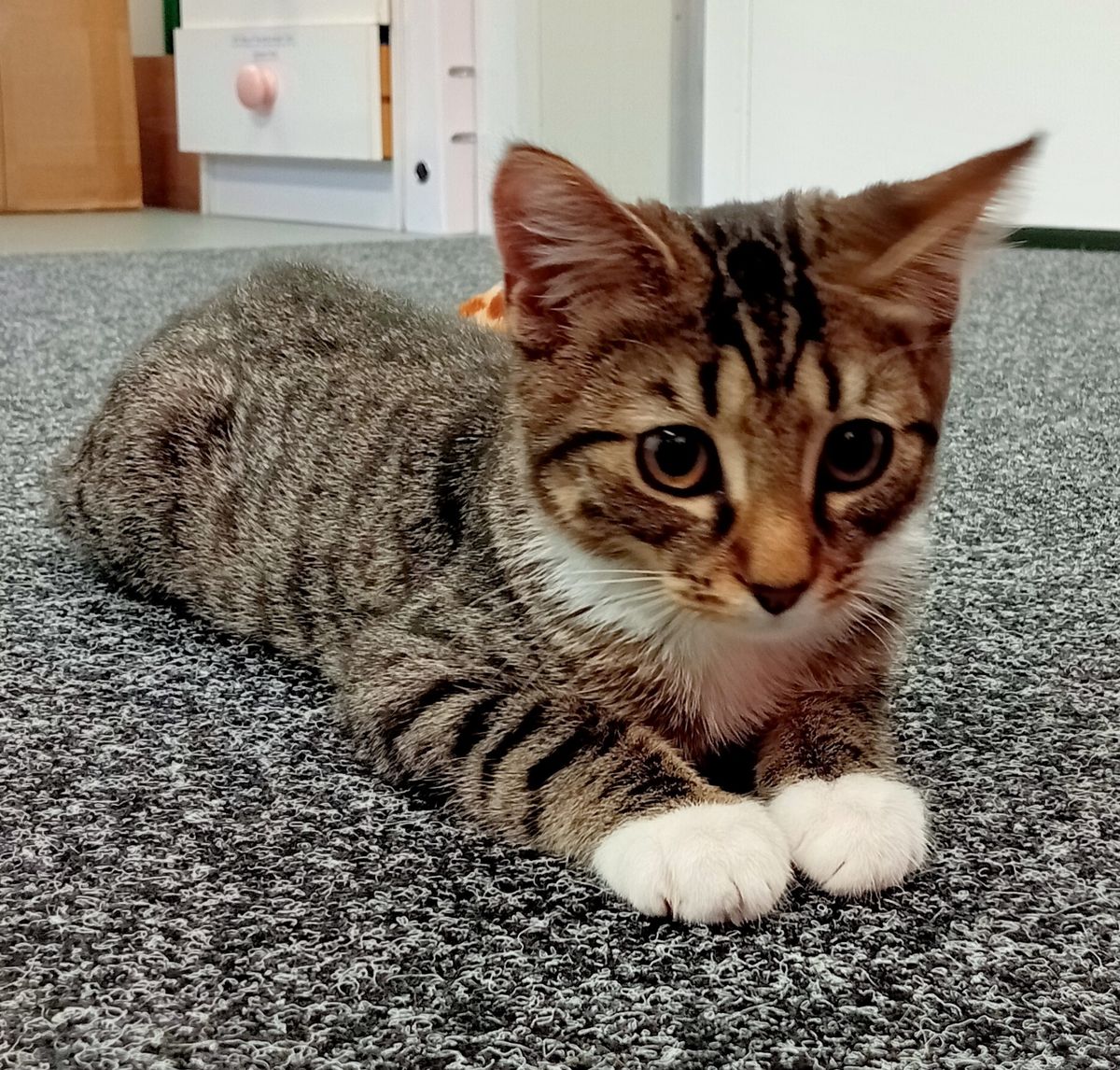 Gallery image: Helga