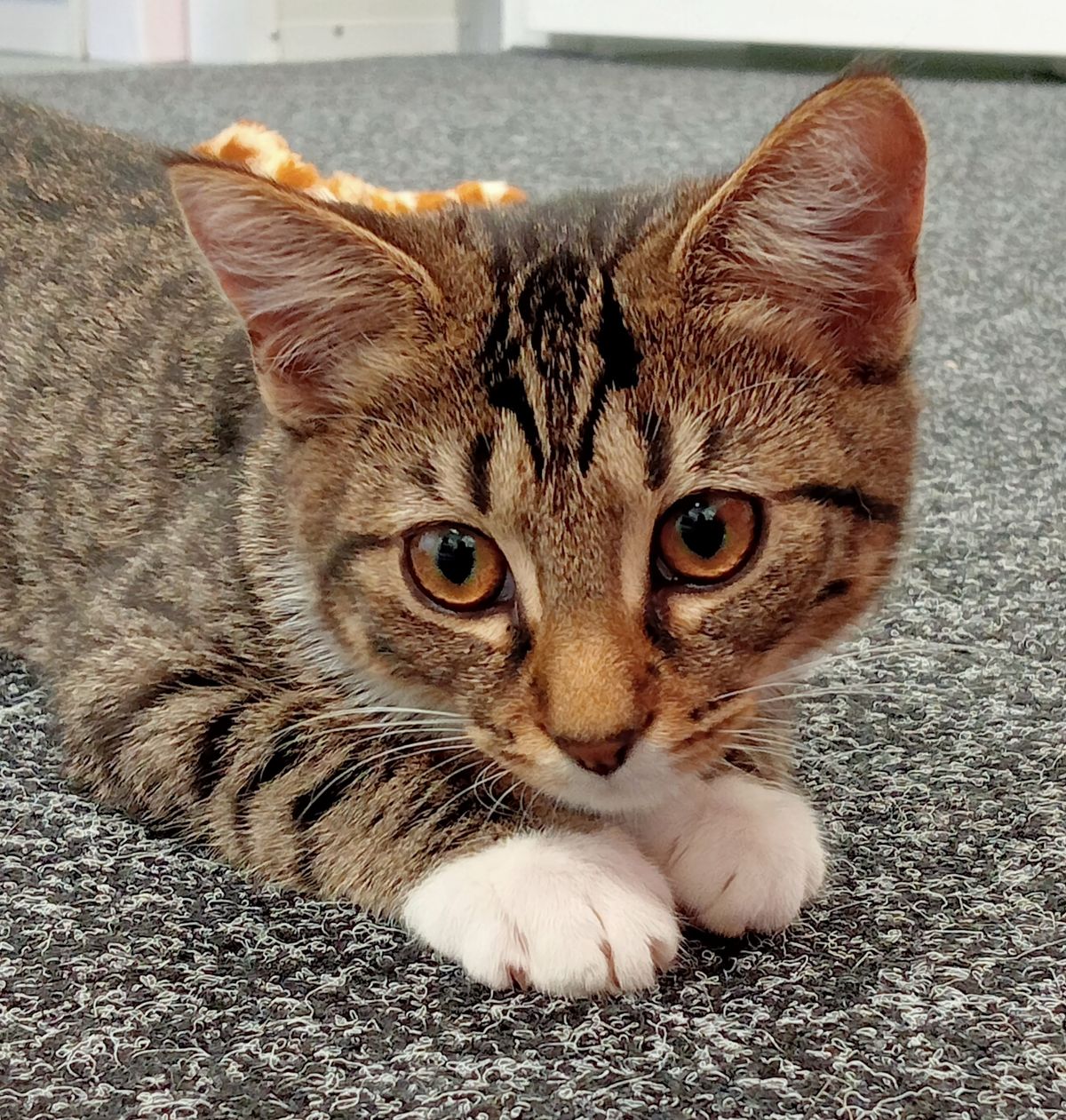 Gallery image: Helga