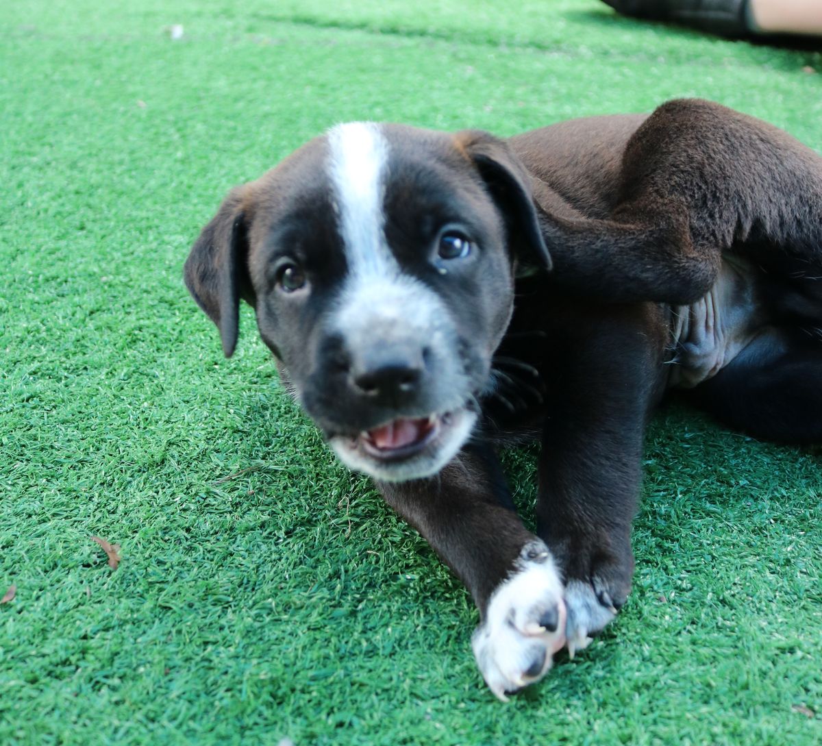 Gallery image: Antonio