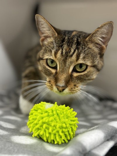 Tulip - Domestic Short Hair