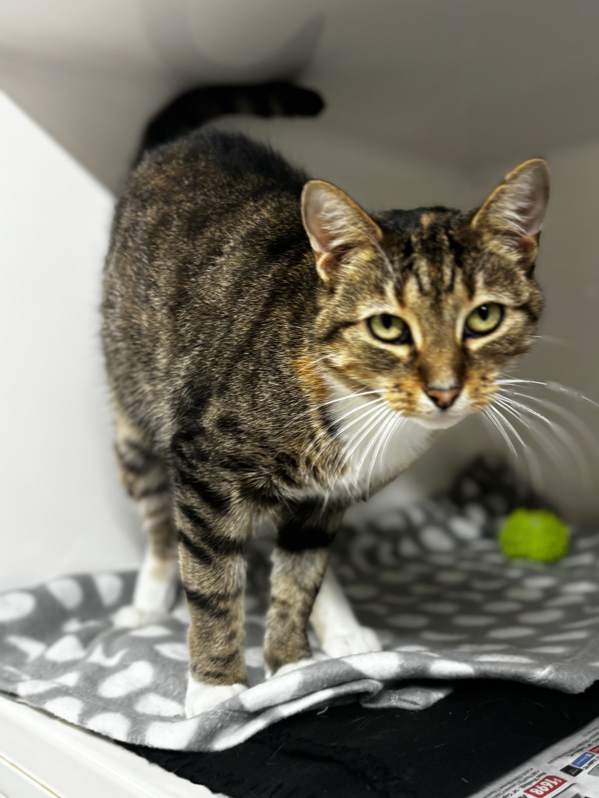 Gallery image: Tulip