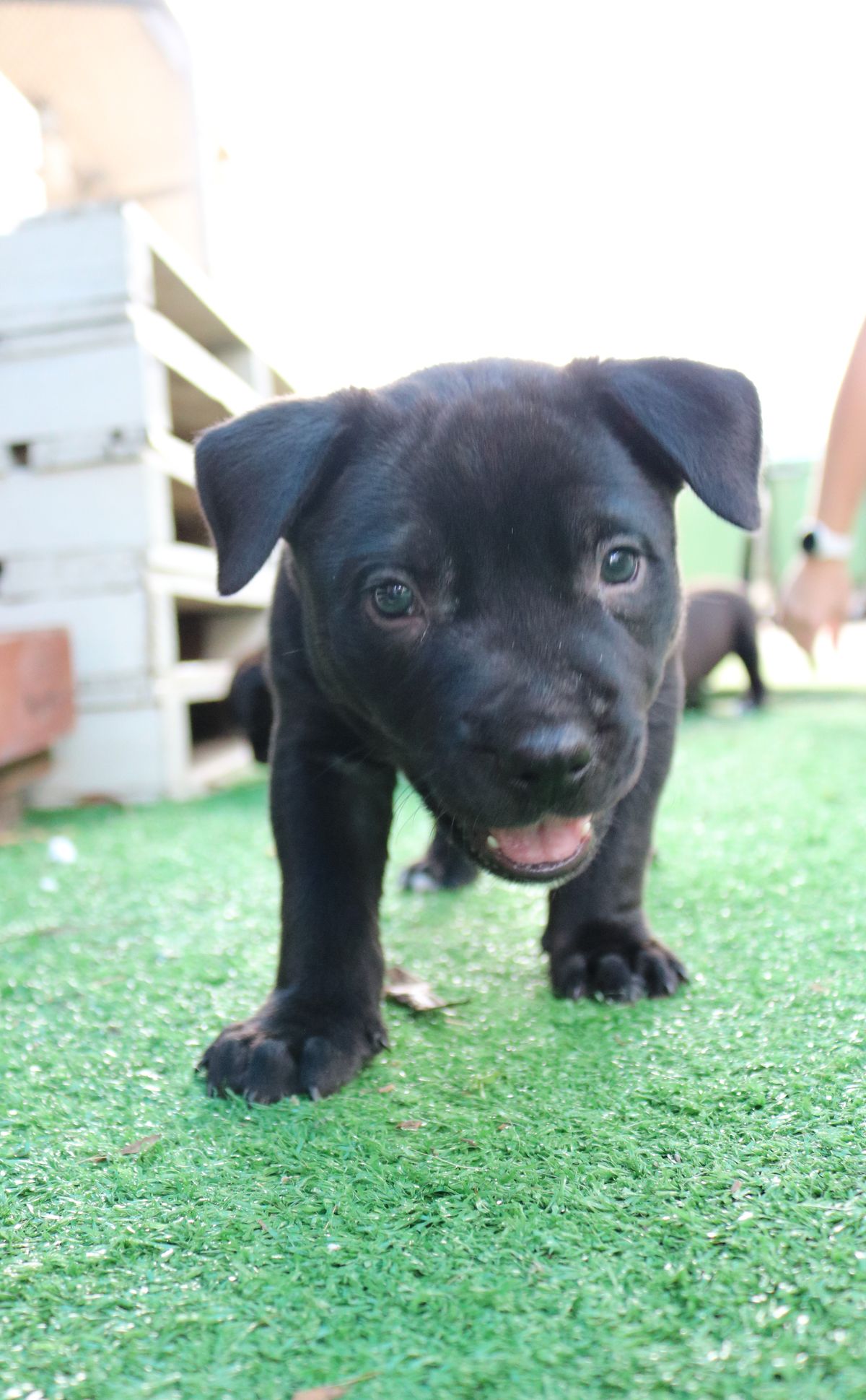 Gallery image: Romeo