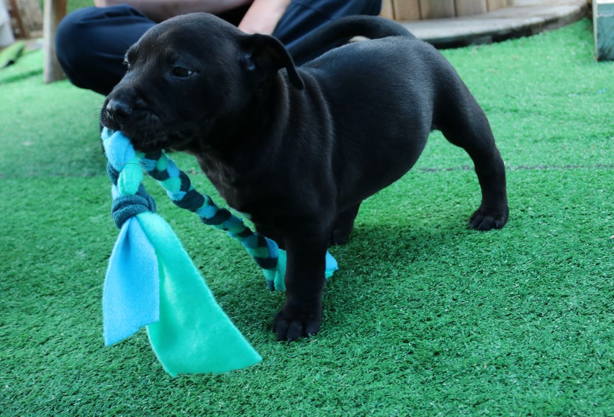 Gallery image: Romeo