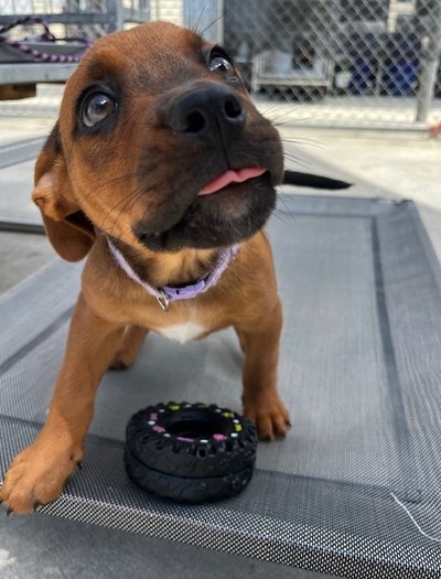 Aurora - Medium Cross Breed