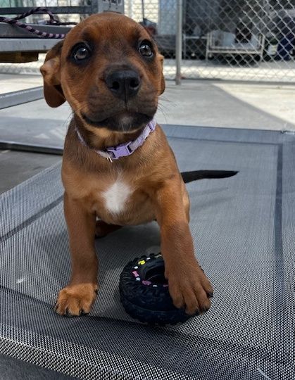 Gallery image: Aurora