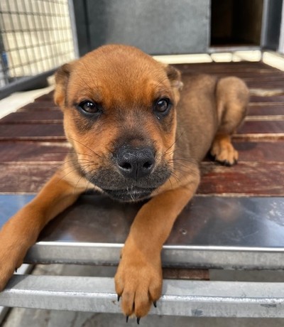 Ariel - Medium Cross Breed