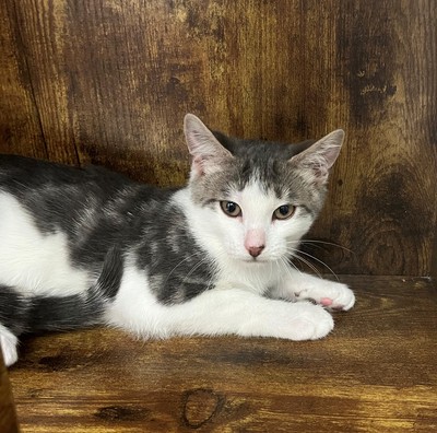 Amigo - Domestic Short Hair