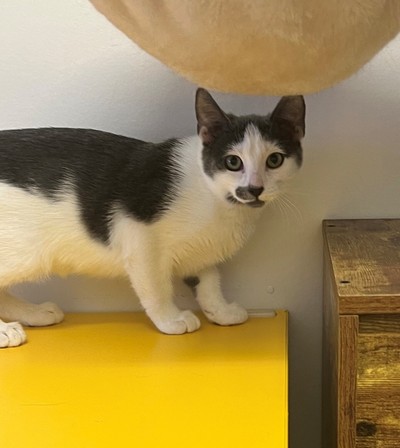 Angel - Domestic Short Hair