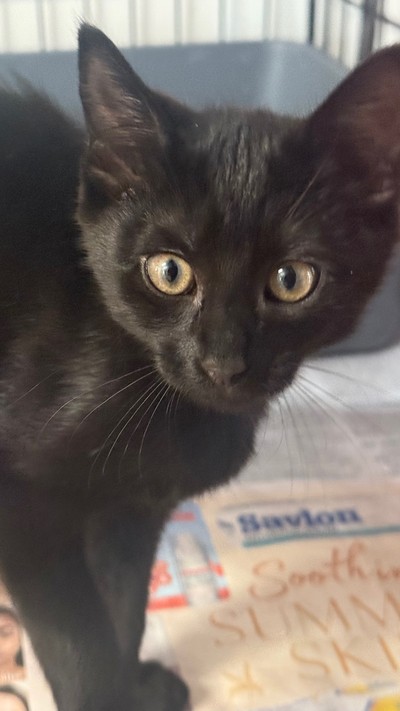 Pokey - Domestic Short Hair