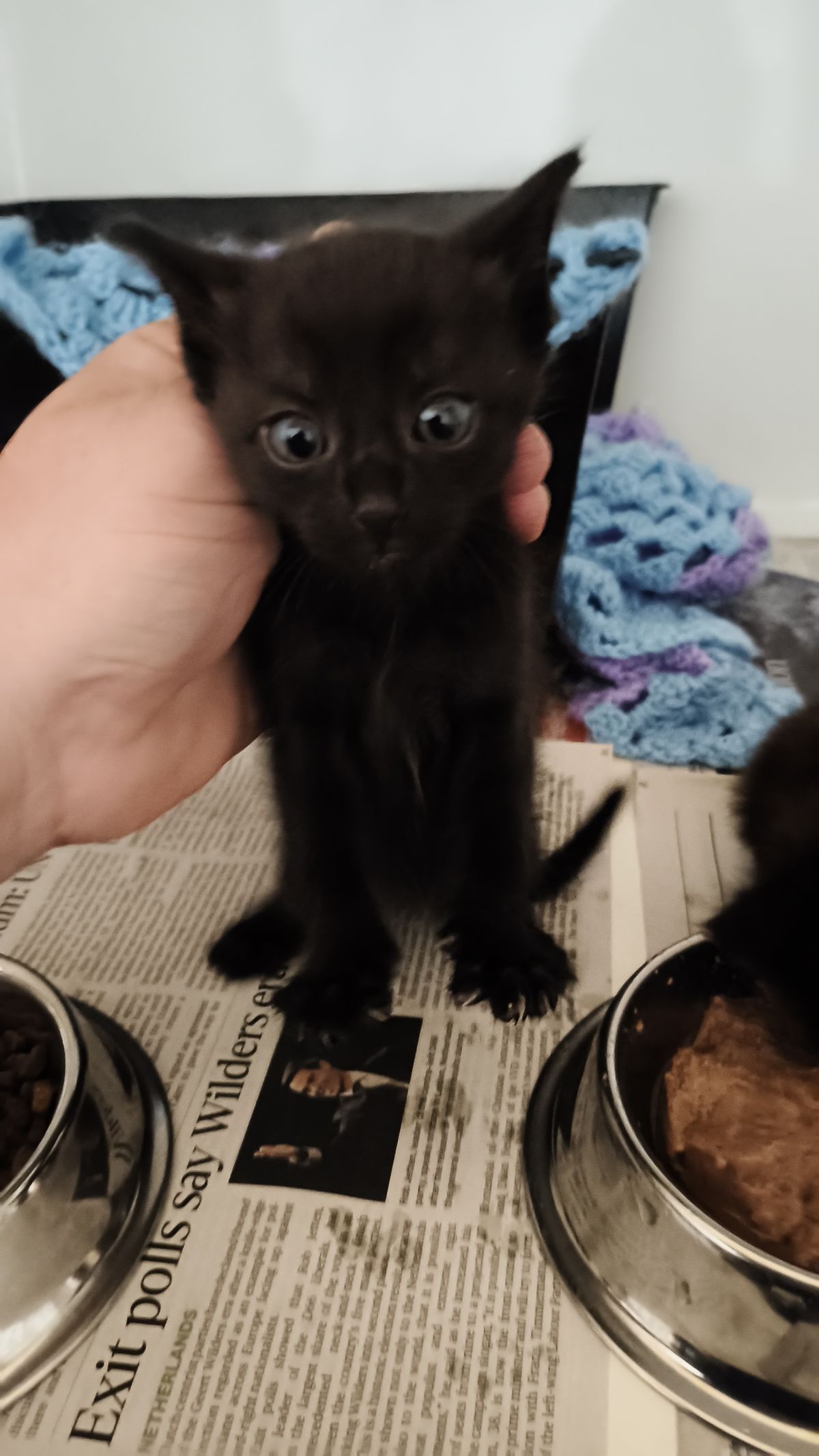 Gallery image: Pokey