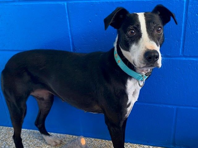 Gallery image: Midge