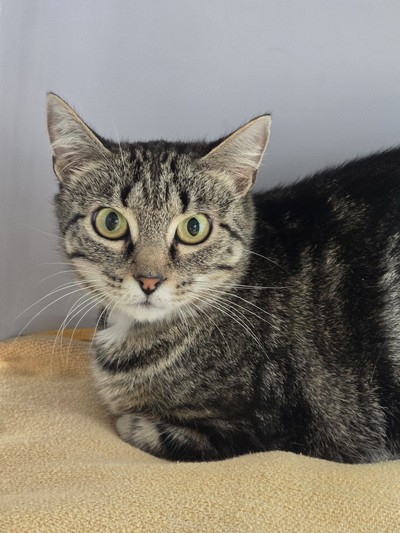 Bakery - Domestic Short Hair