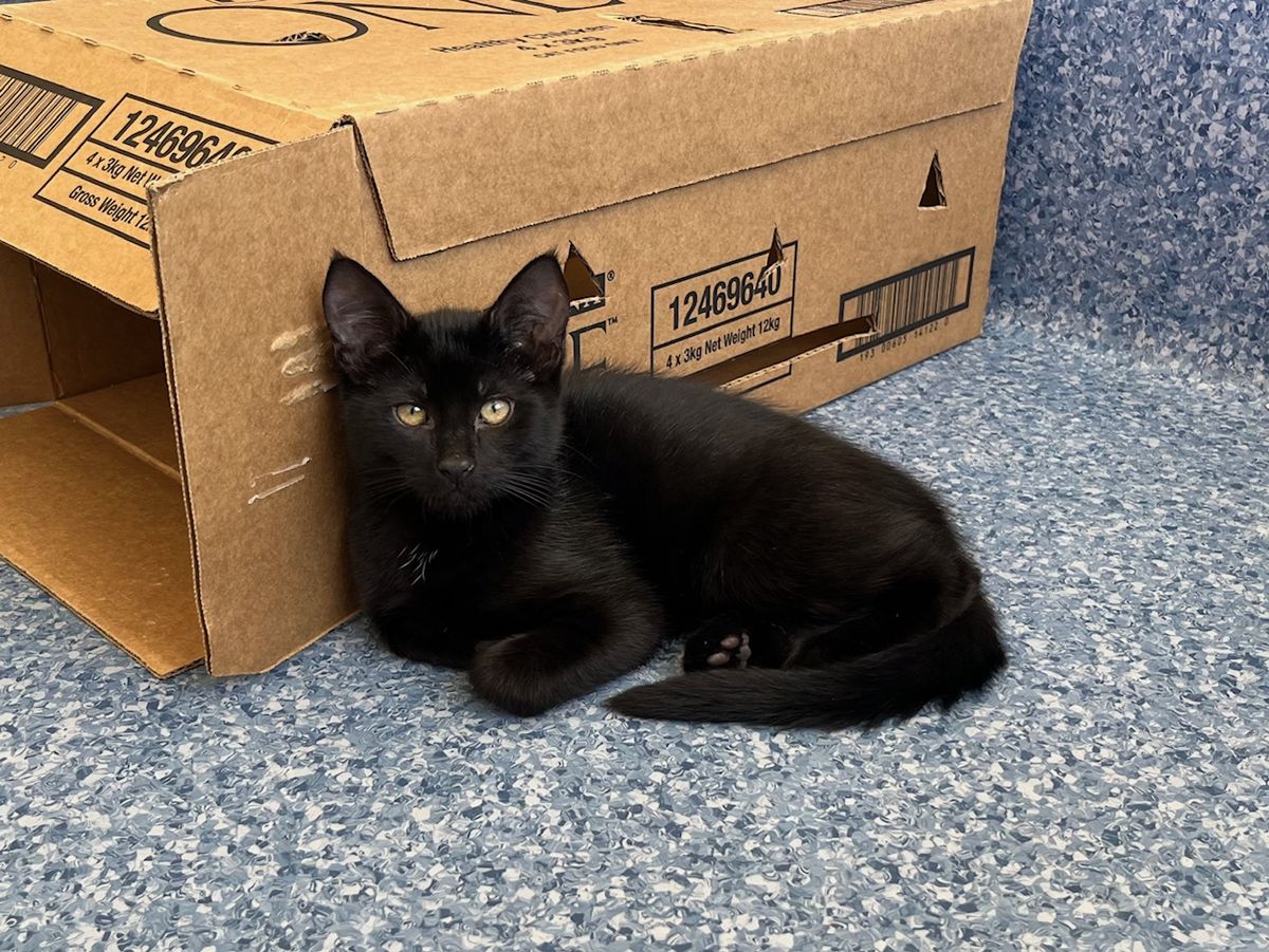 Gallery image: Nikau