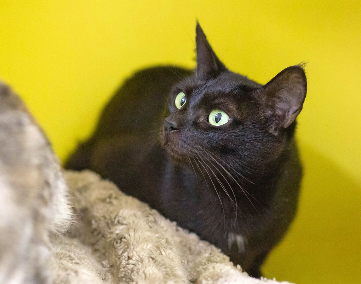 Gallery image: Pepsi