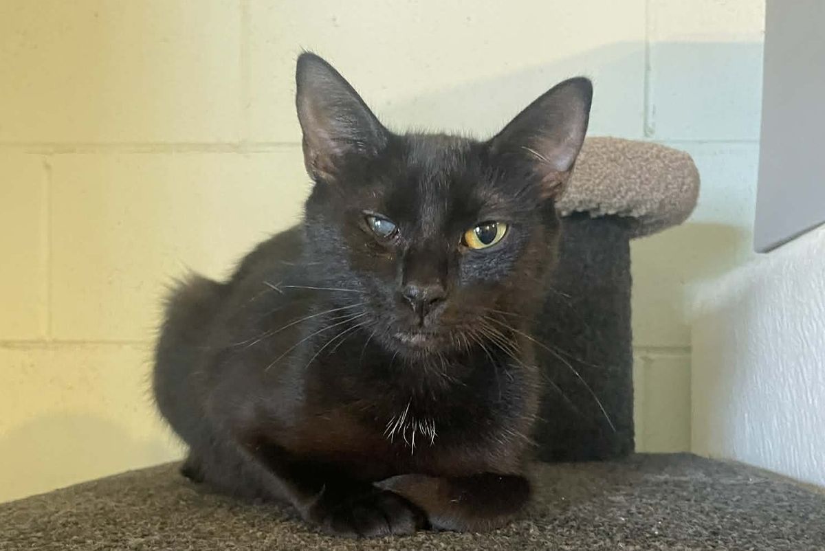 Gallery image: Pumpkin