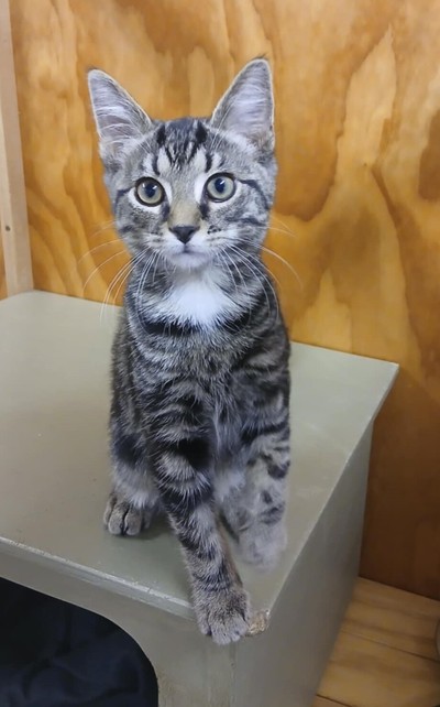 Leaf - Domestic Short Hair