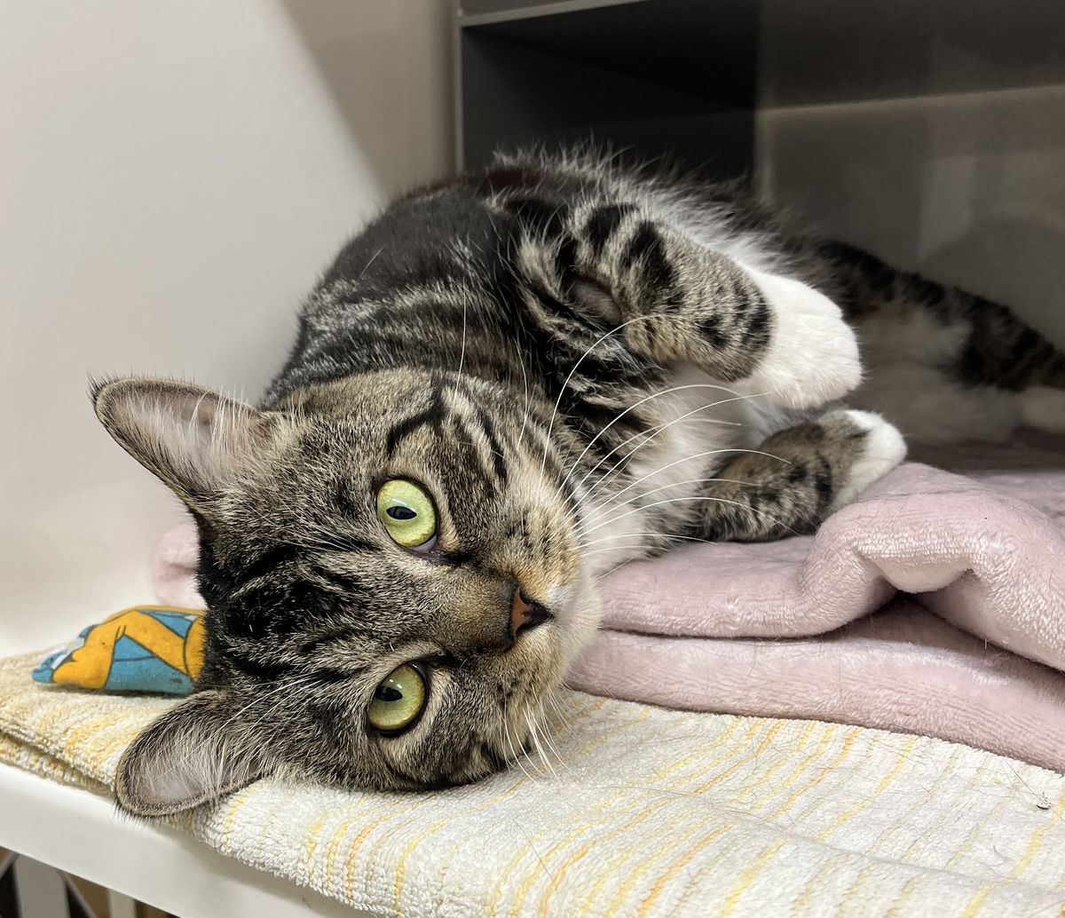 Gallery image: Biggie Blue