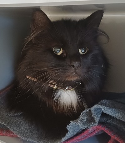Diva  - Domestic Longhair
