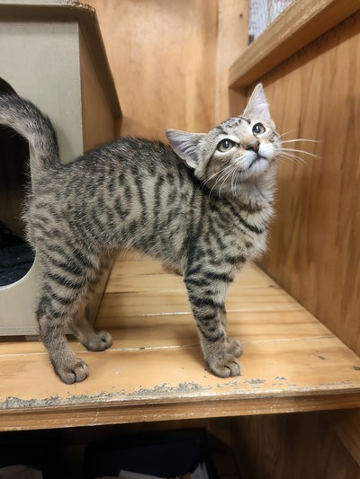 Chrissy - Domestic Short Hair