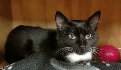 Whirligig - Domestic Short Hair