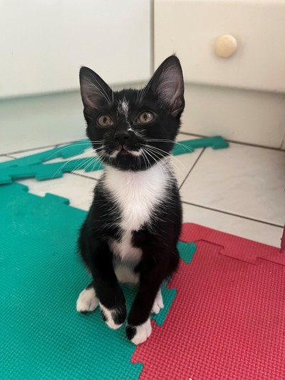 Stash  - Domestic Short Hair