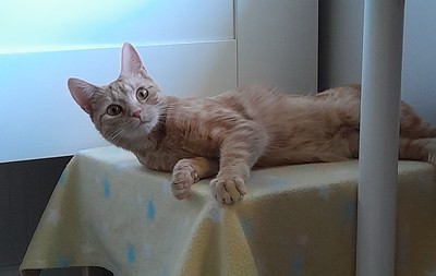 Millie - Domestic Short Hair