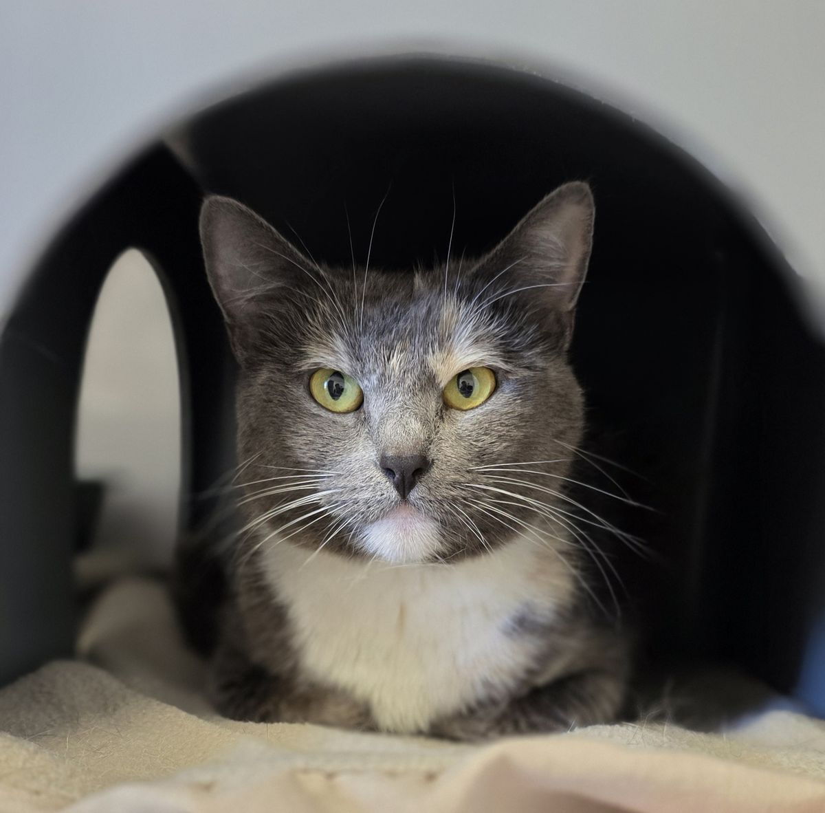 Gallery image: Bella