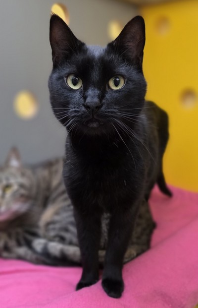 Florian - Domestic Short Hair