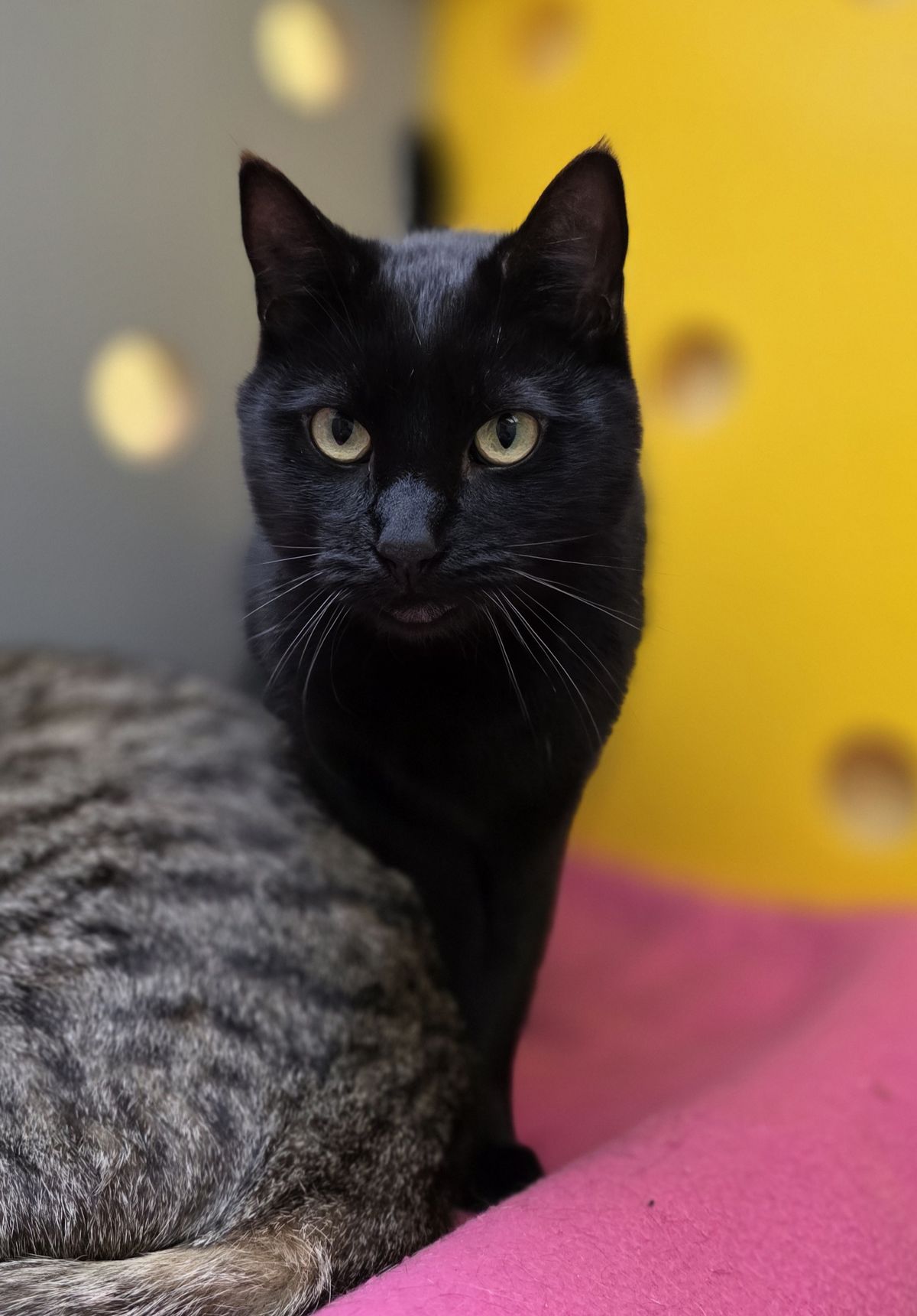 Gallery image: Florian