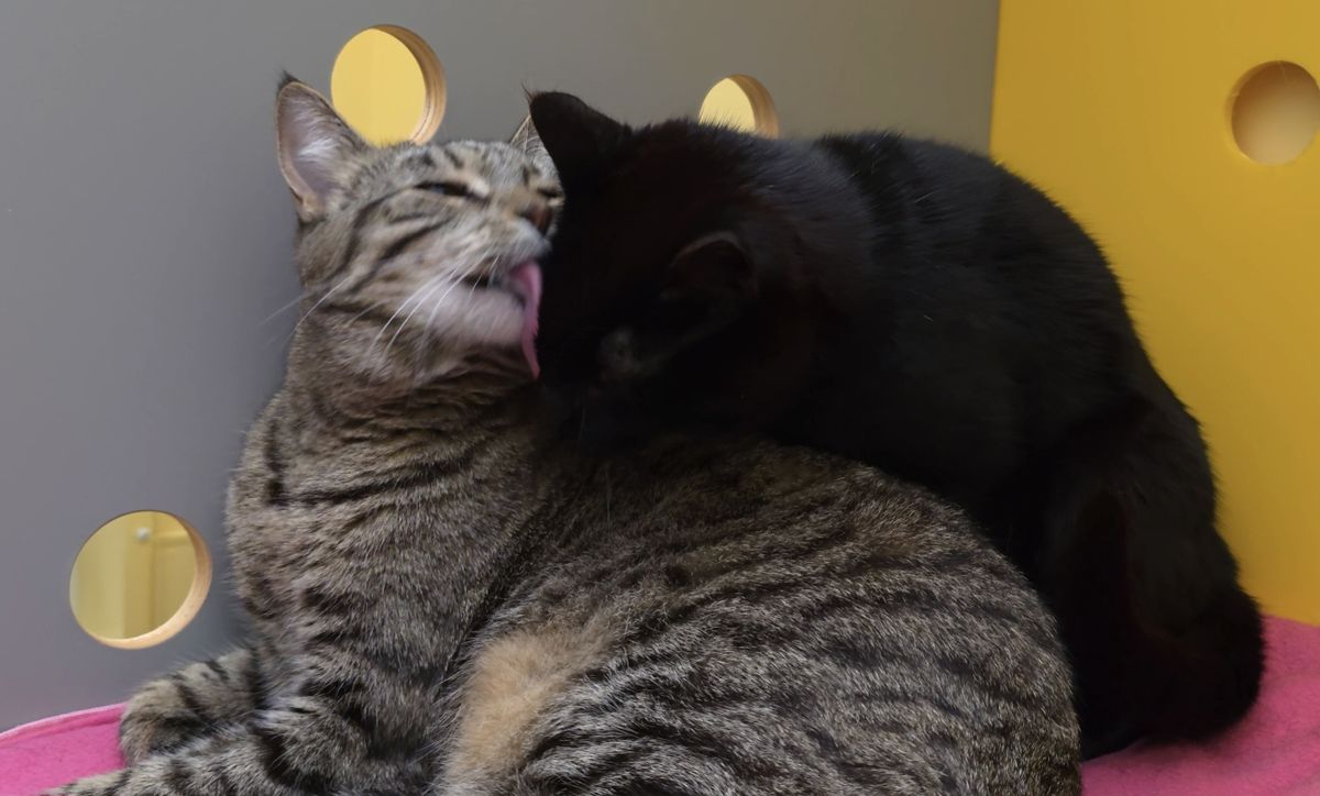 Gallery image: Florian