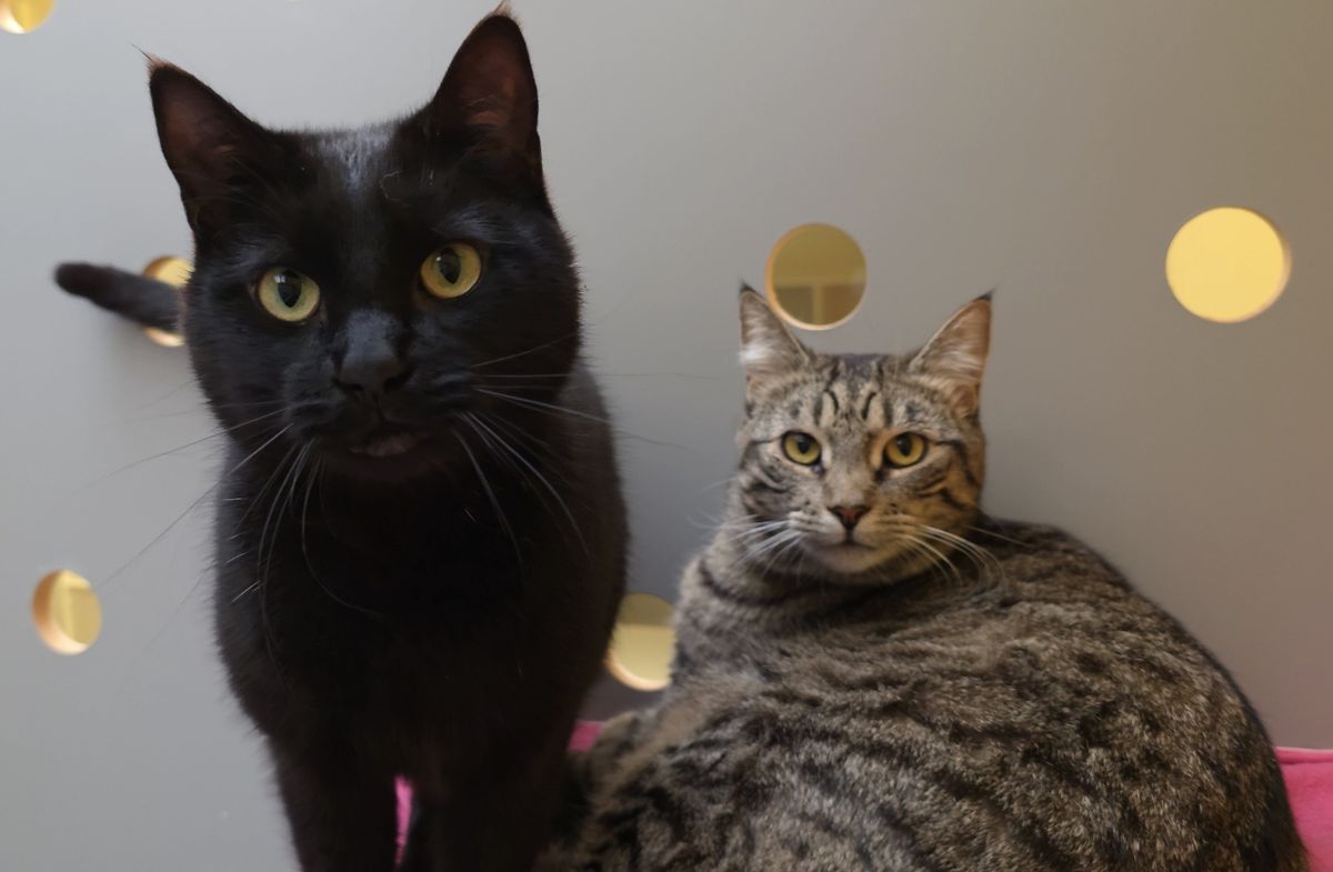 Gallery image: Florian