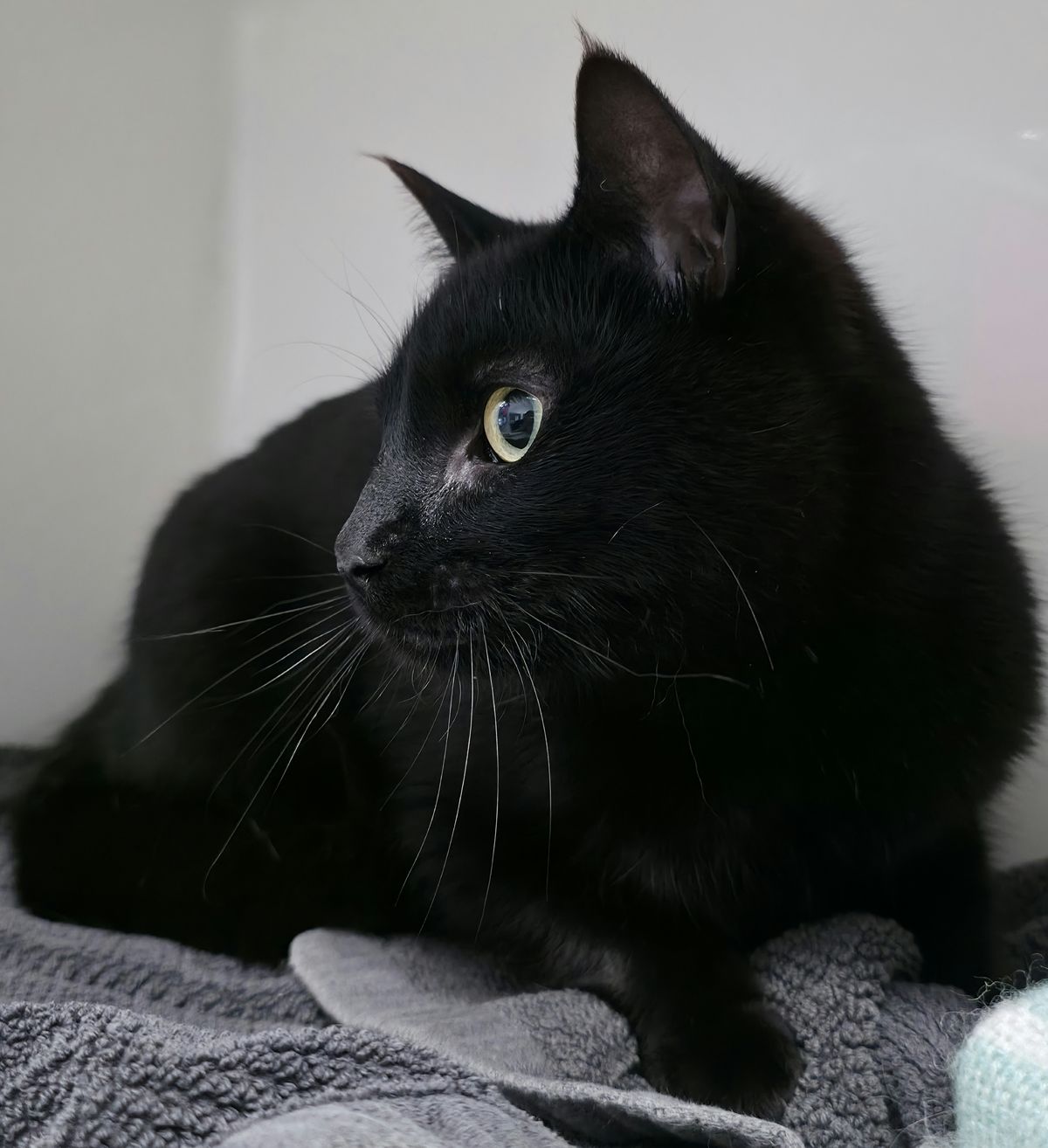 Gallery image: Florian