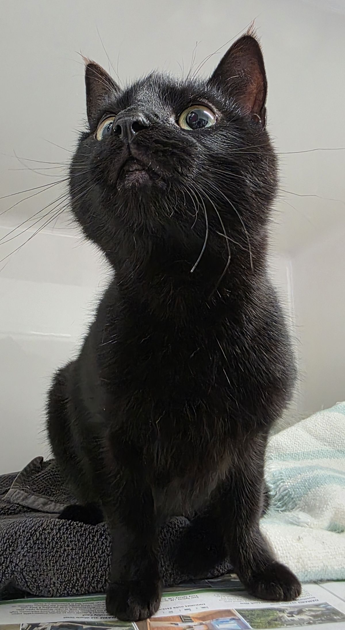 Gallery image: Florian