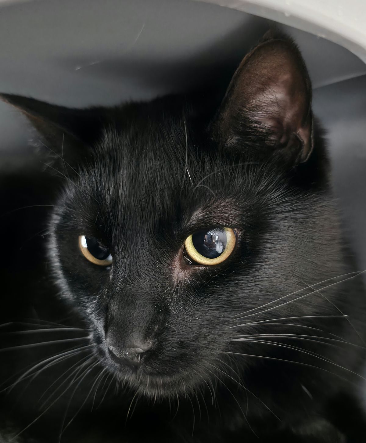 Gallery image: Florian