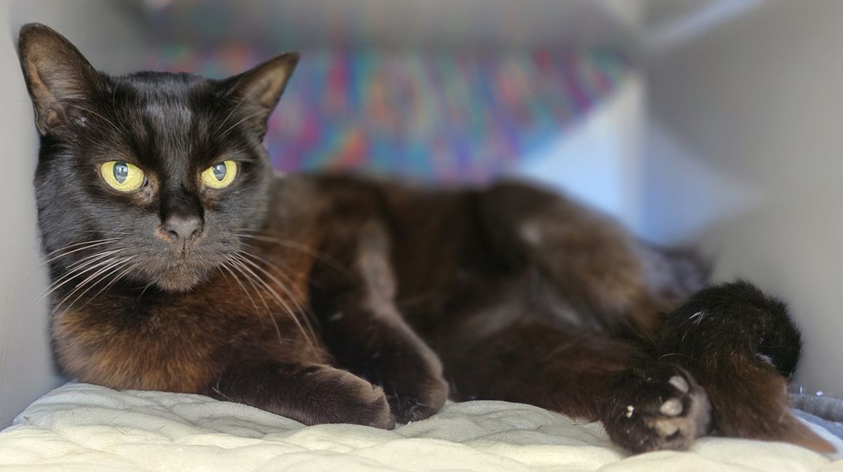 Gallery image: Heimo