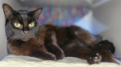 Heimo - Domestic Short Hair