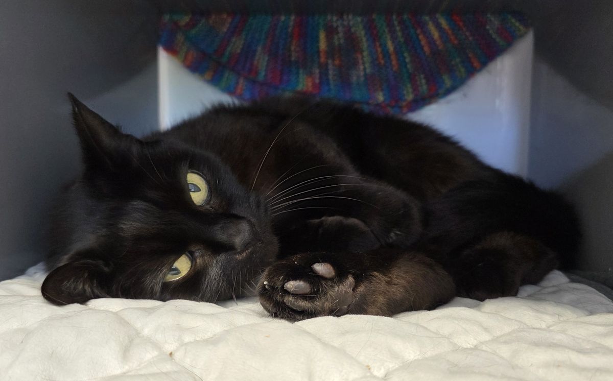 Gallery image: Heimo