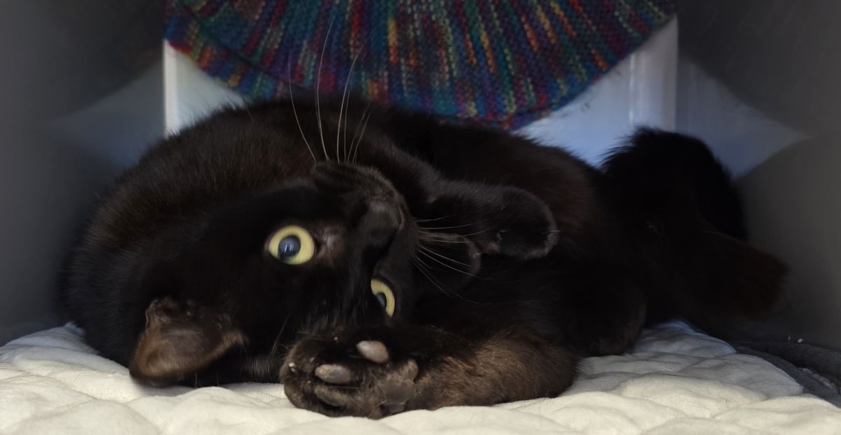 Gallery image: Heimo