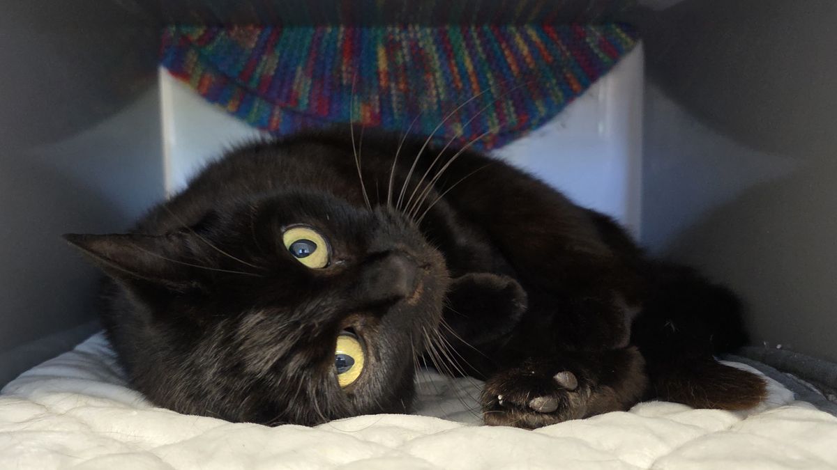 Gallery image: Heimo