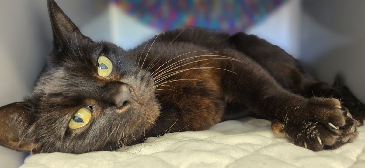 Gallery image: Heimo